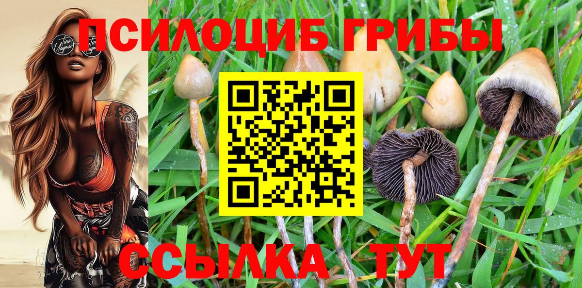купить наркотик  Галлюциногенные грибы Psilocybine cubensis  Псилоцибиновые грибы Magic Shrooms  Вход с VPN  Бердск 