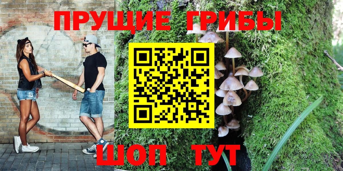 Псилоцибиновые грибы Psilocybe Бердск